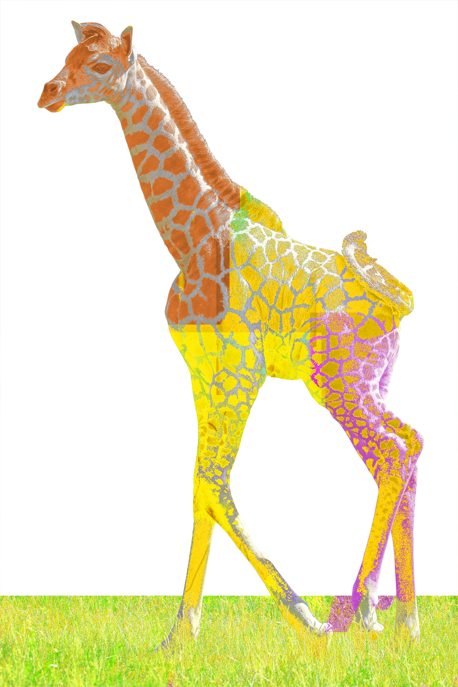 Chromatic Giraffe